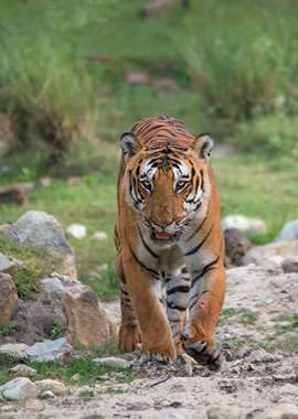 Bandipur Tiger Reser